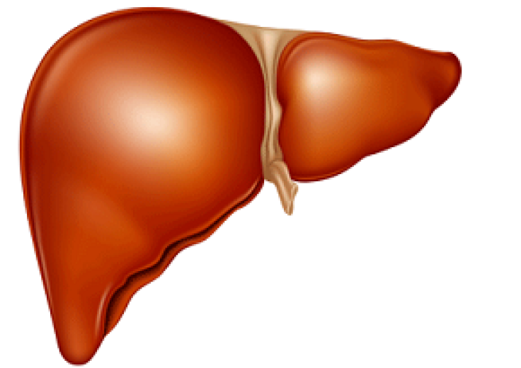 Racial disparities evident in early-stage liver cancer survival