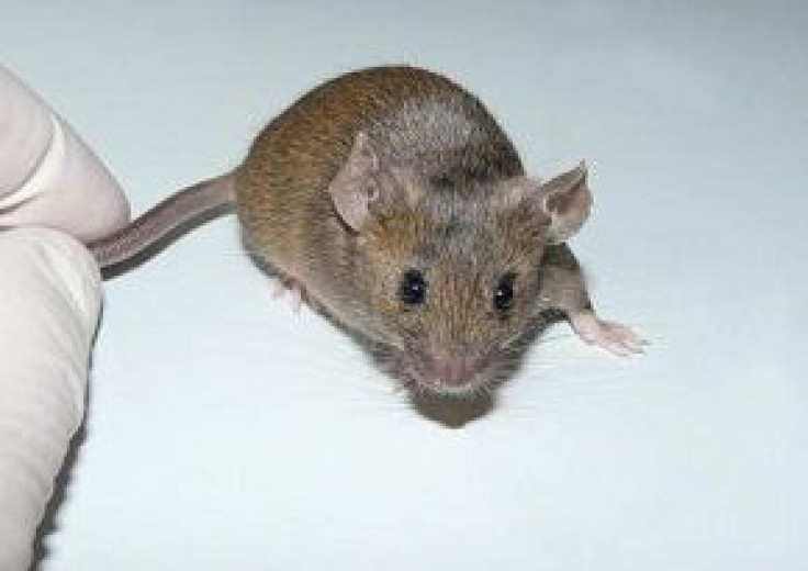 Brain gene a trigger for determining gender