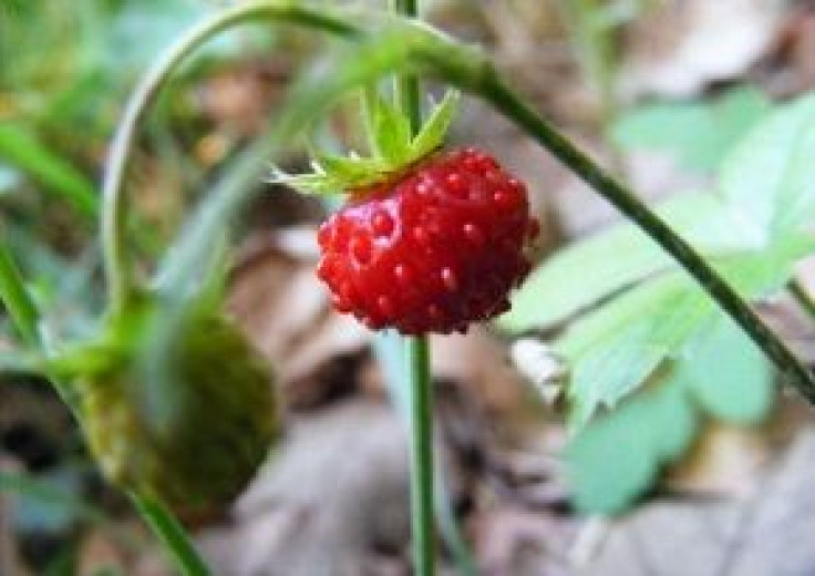Full woodland strawberry genome sequenced