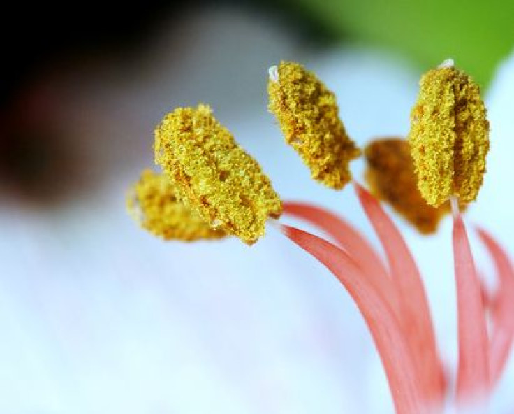 Pollen also appears outside flowering season