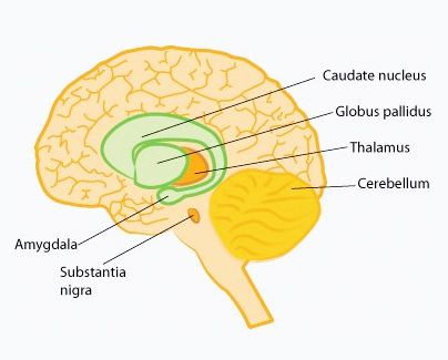 Research at Marshall University may lead to new treatments for Parkinson’s disease and other neurological disorders
