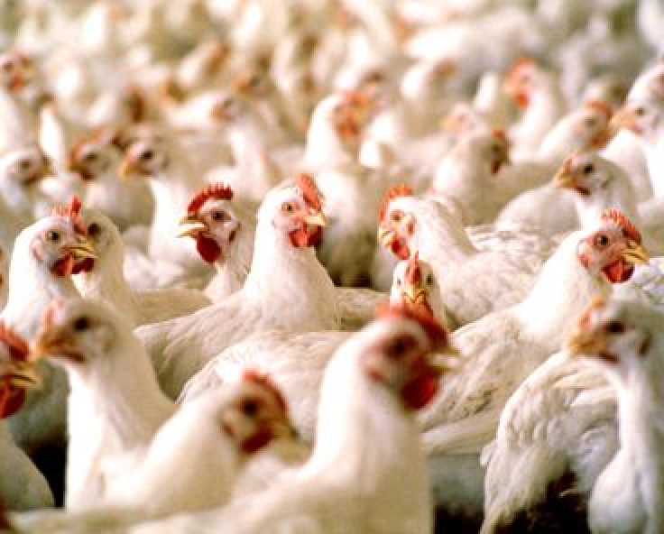 Chicken, Ground Beef Among Risky Meats; Industry Reports 99.99% Meat And Poultry Are Safely Consumed