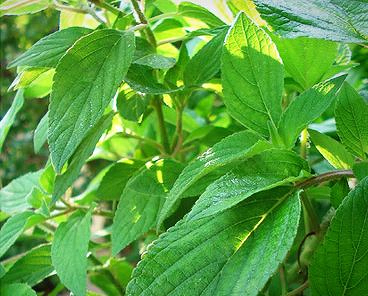 Peppermint earns respect in mainstream medicine