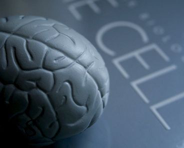 Brain cell migration during normal development may offer insight on how cancer cells spread