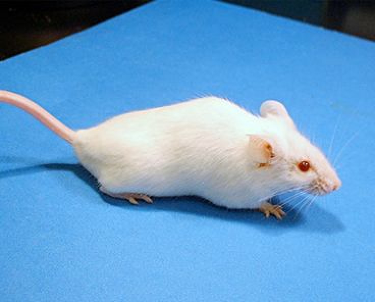 Anti-obesity vaccine reduces food consumption in animals
