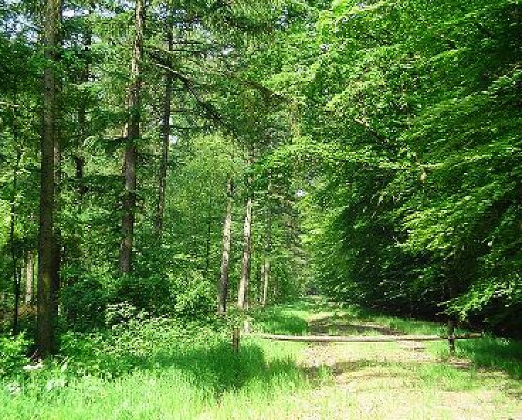 The same type of forest is good for both birds and people