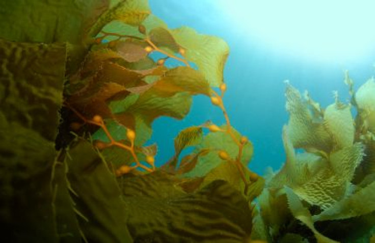 Medical Benefits and Nutrition Found in Seaweed