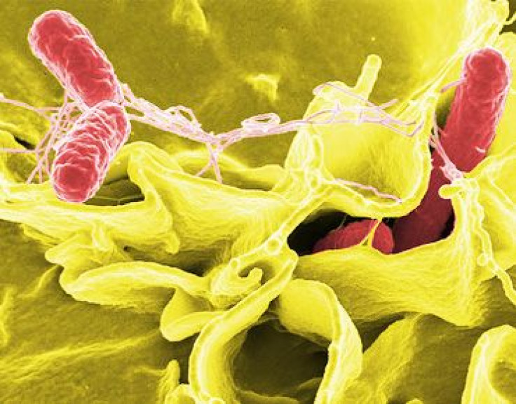 Scientists Discover New Multi-Drug Resistant Salmonella Strain (nutloaf)