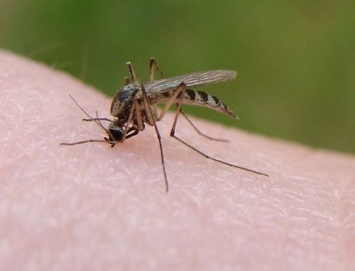 Mosquito Bite
