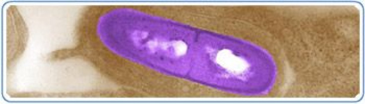 Bacterium listeria monocytogenes