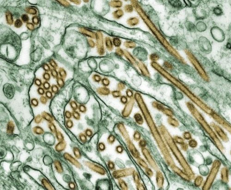 Avian influenza - Bird Flu