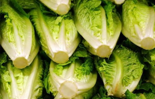 Romaine lettuce