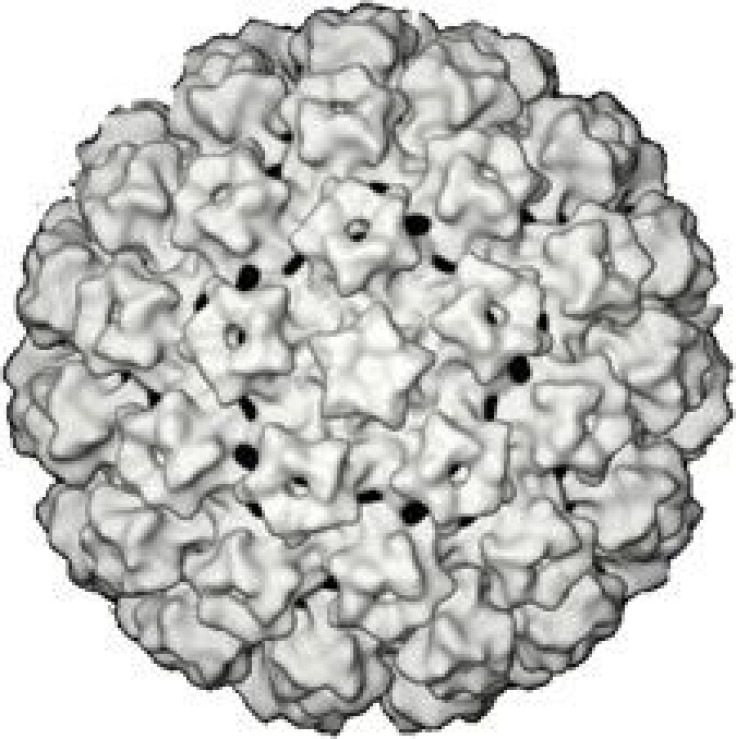 HPV Human papillomavirus
