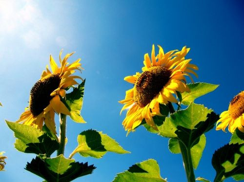 Sunflowers