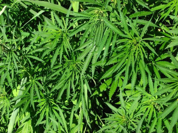 Marijuana