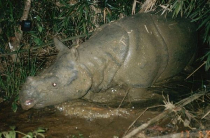 Javan Rhino Dead