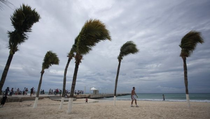 A tourist walks among palm trees