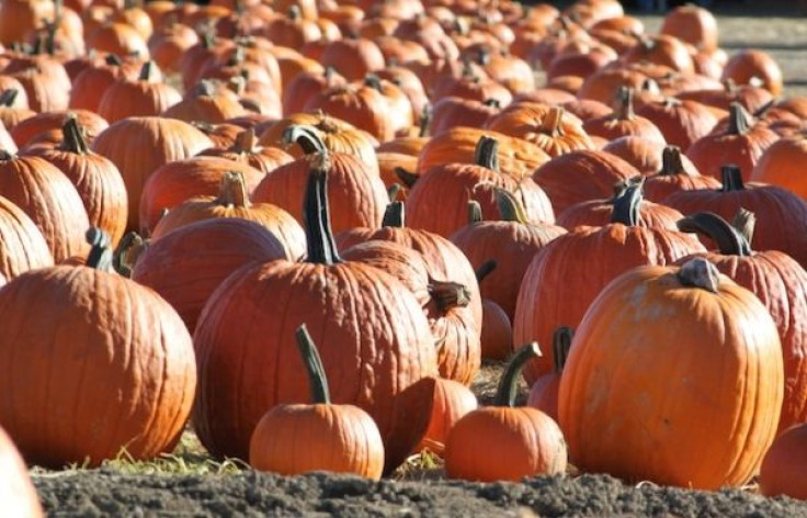 A Field of Pumpkins