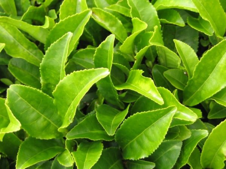 Green Tea Leaves