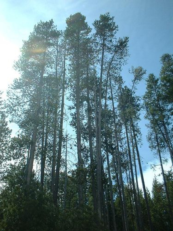 Lodgepole Pines