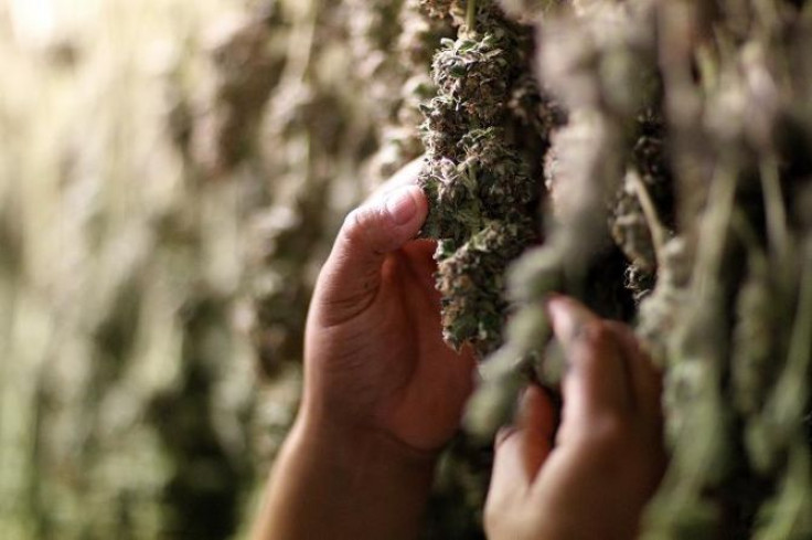 Medical marijuana plants are pictured as they dry in the Los Angeles area