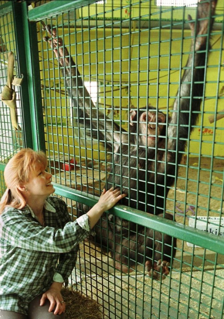 Petra, one of 15 chimpanzees who have been retired from hepatitis and HIV testing at New York University's now closed research lab to her sanctuary in Carignan,just 20 kms southeast of Montreal