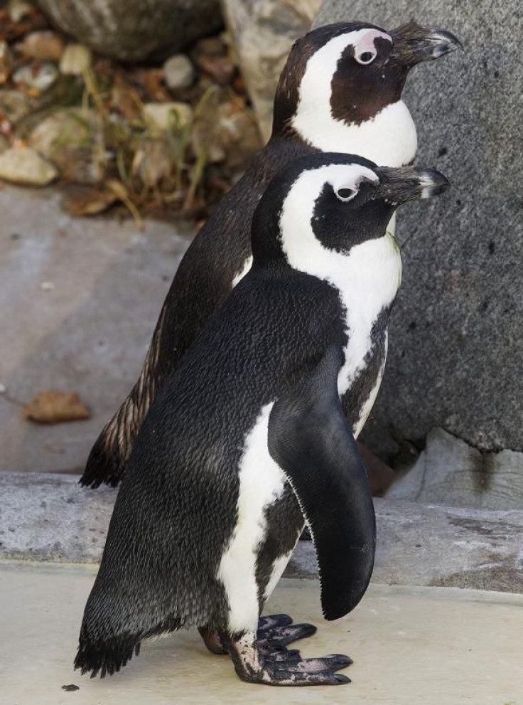 African penguins Pedro and Buddy interact with each other at the Toronto Zoo