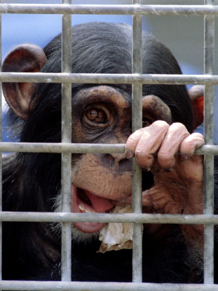 A young Chimp awaiting it's turn in medical experiments.