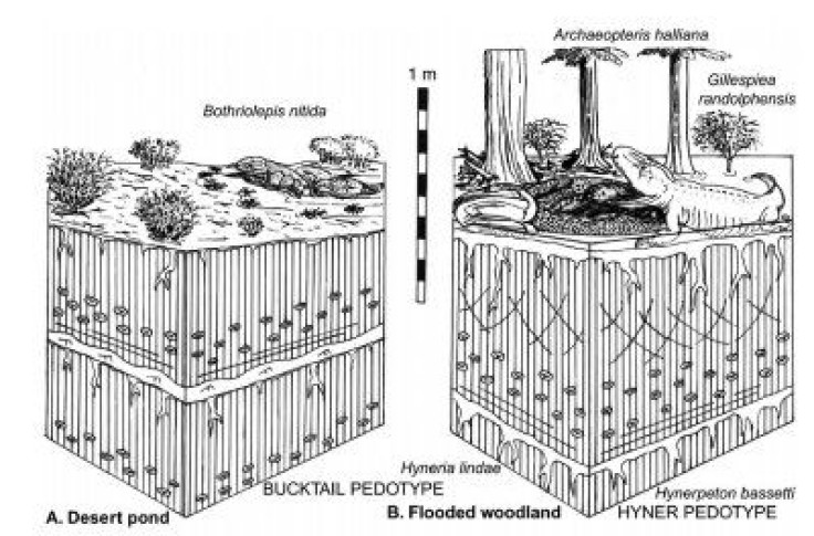 Romer's desert hypothesis, left, and Retallack's flooded woodland, right.