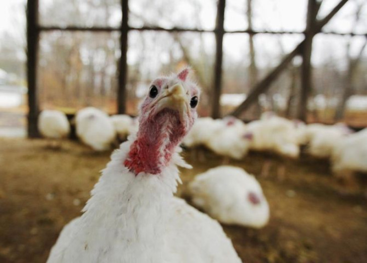A turkey looks around its enclosure at Seven Acres Farm in North Reading, Massachusetts November 23, 2011, one day before the Thanksgiving holiday in the U.S.