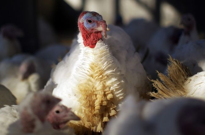 Turkey