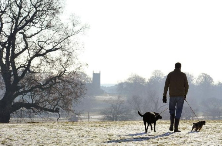A man walks his dogs across the Royal estate at Sandringham, Norfolk in east England