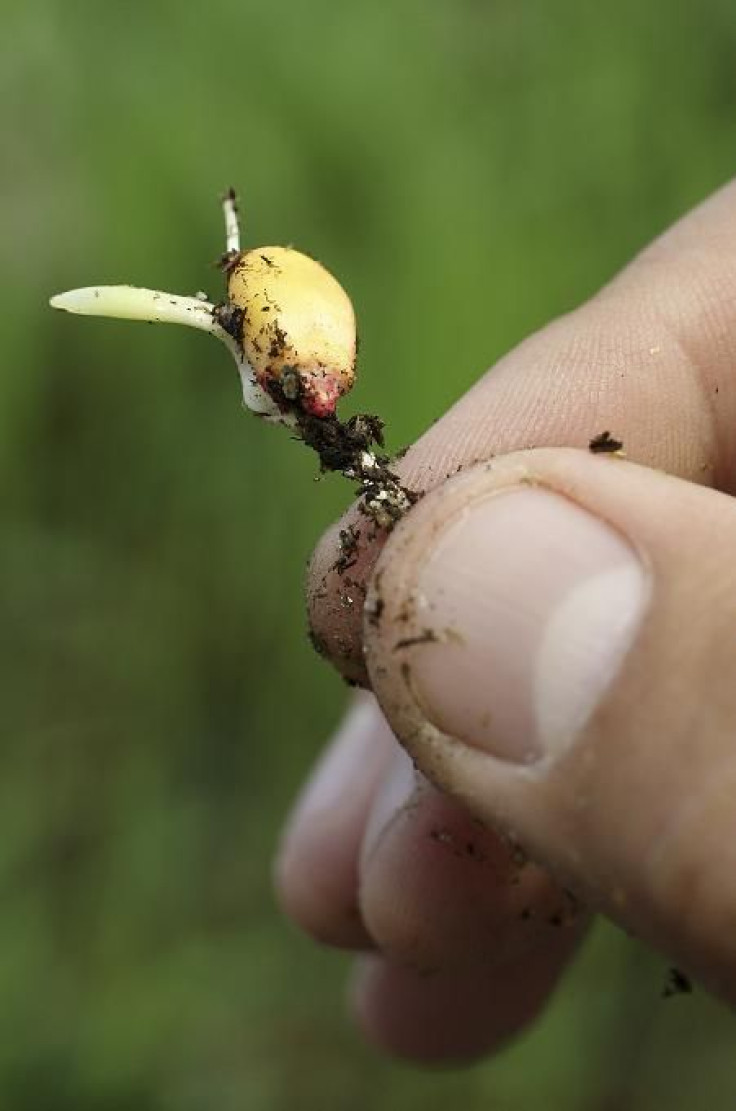 A maize seedling is seen in the corn greenhouse at the Monsanto Research facility in Chesterfield, Missouri in this October 9, 2009 file photo.