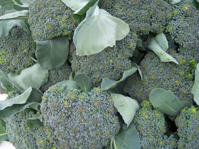 Broccoli