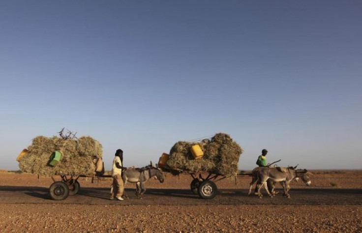 Farmers on donkey-drawn carts carry dry leaves as they return from the field in Agadez, northern Niger