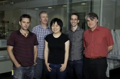 Professor Phil Hodgkin and colleagues at the Walter and Eliza Hall Institute, and Dr. Ken Duffy from the Hamilton Institute, Ireland, have shown that cells can influence their own destiny.