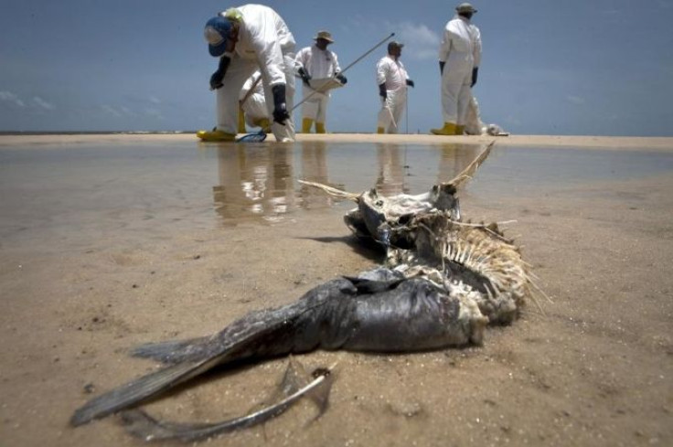A decomposed fish lies in the water as workers pick up oil balls from the Deepwater Horizon oil spill in Waveland, Mississippi in this July 7, 2010 file photo.