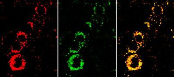 Sensor colors determine cell health