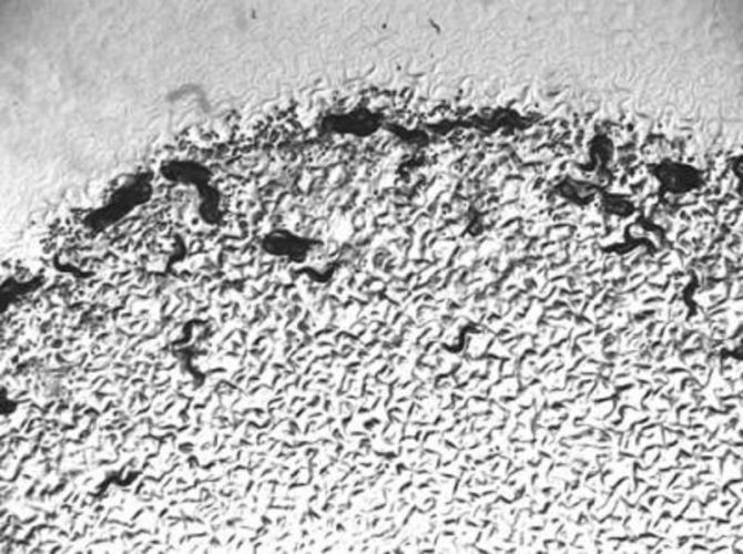 Chemical cues are used to promote aggregation among roundworms (in black) on a Petri dish.