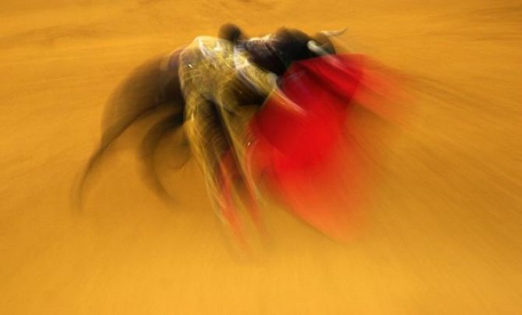Spanish bullfighter performs a pass to a bull during a bullfight