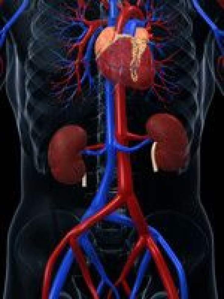 Kidneys