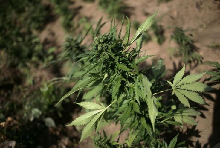 A marijuana plant is seen at a clandestine plantation during a military operation in Sierra de Culiacan in the state of Sinaloa December 7, 2011.