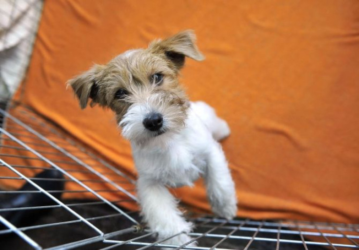 A Jack Russell puppy looks from inside a cage during a dog exhibition in Ljubljana January 14, 2012. 1250 dogs from 31 countries participated in the exhibition.