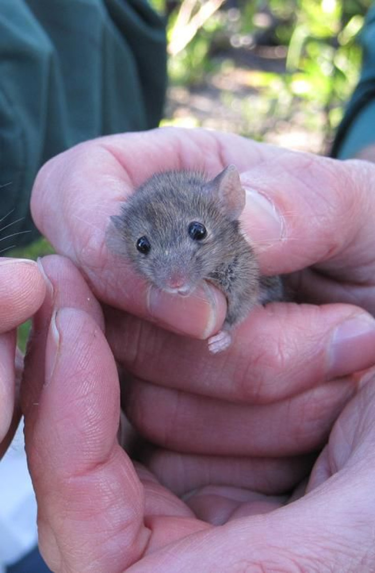 A picture of a house mouse.