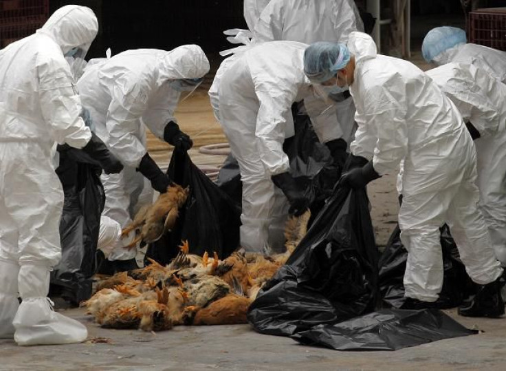 Health workers pack dead chicken at a wholesale poultry market in Hong Kong December 21, 2011.