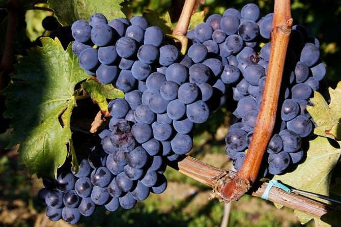 Sangiovese grapes are seen in a vineyard at Nipozzano castle, one of Italy's Frescobaldi family estate, 30 km northeast of Florence.