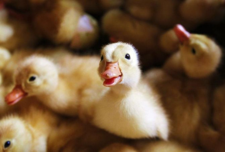 Ducklings are pictured at an incubating farm outside Hanoi September 7, 2011.
