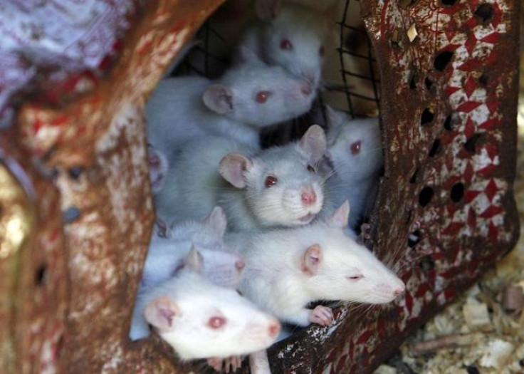 White mice live in a tin surrounded by sawdust in Salah Tolba's house in Giza, June 27, 2009, as part of a collection of wild birds and reptiles which Tolba breeds and supplies to scientific research centers.