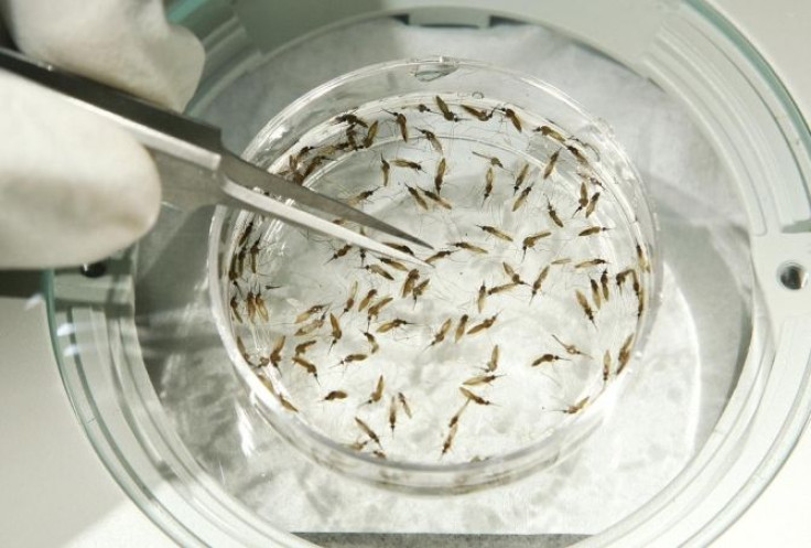 Worker Solomon Conteh picks up a mosquito at Sanaria Inc. facility in Rockville, Maryland, October 26, 2007.