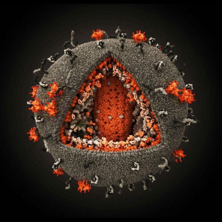 A depiction of the Human Immunodeficiency Virus (HIV).